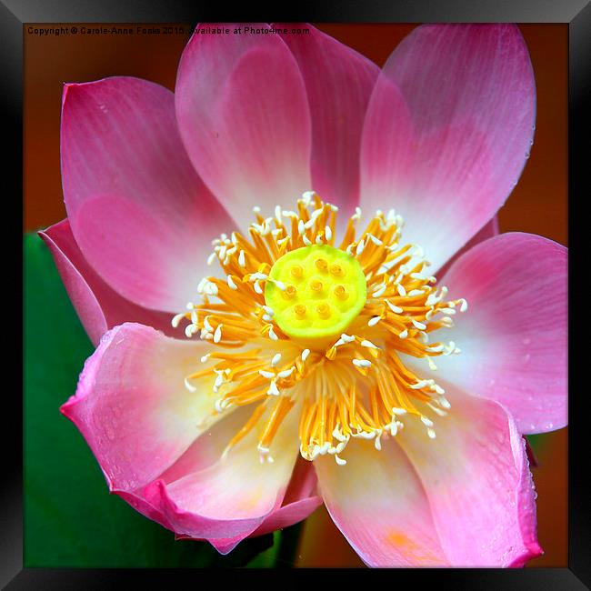  Large Pink Lotus Framed Print by Carole-Anne Fooks