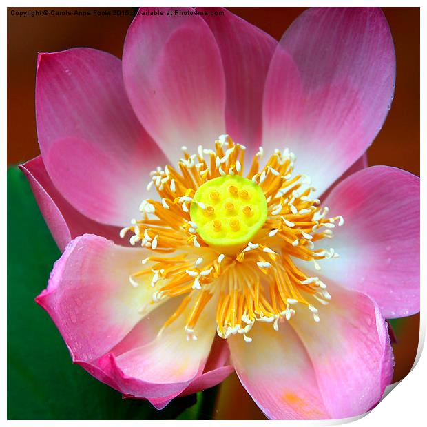  Large Pink Lotus Print by Carole-Anne Fooks
