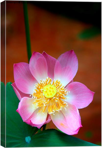   Large Pink Lotus Canvas Print by Carole-Anne Fooks