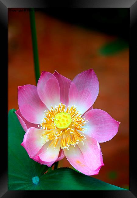   Large Pink Lotus Framed Print by Carole-Anne Fooks
