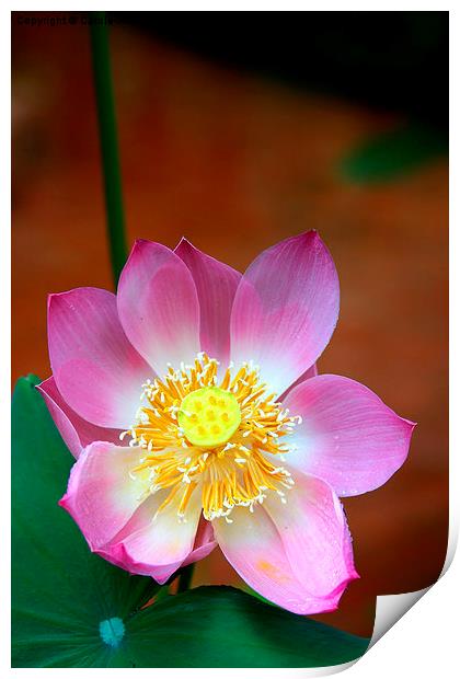   Large Pink Lotus Print by Carole-Anne Fooks