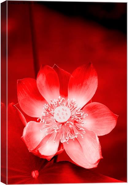  Red Lotus Canvas Print by Carole-Anne Fooks