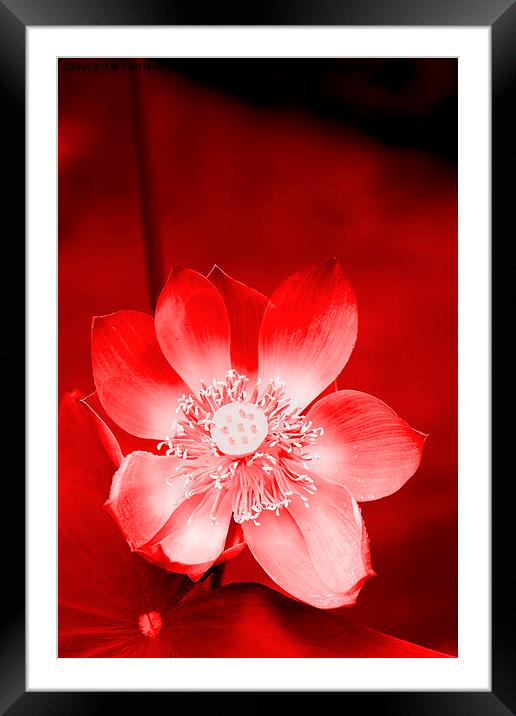  Red Lotus Framed Mounted Print by Carole-Anne Fooks