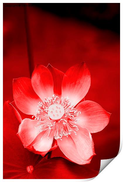  Red Lotus Print by Carole-Anne Fooks