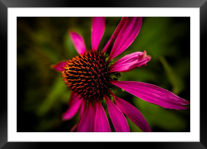  Echinacea flower Framed Mounted Print by Gary Schulze