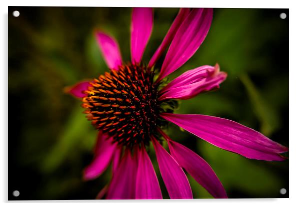  Echinacea flower Acrylic by Gary Schulze