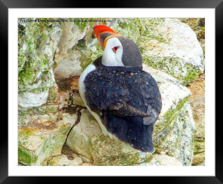  Puffin in the rain. Framed Mounted Print by Lilian Marshall