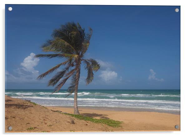  Karon Beach palm tree Acrylic by Leighton Collins