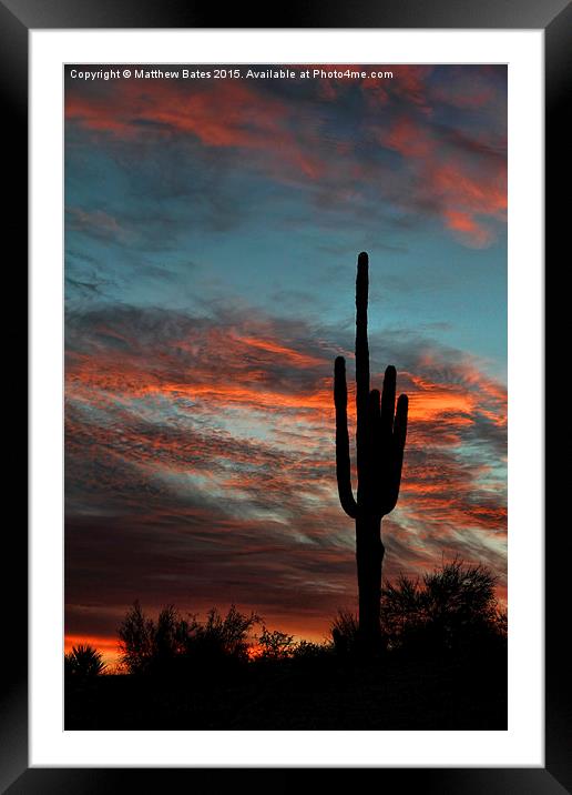 Saguaro Cactus Framed Mounted Print by Matthew Bates
