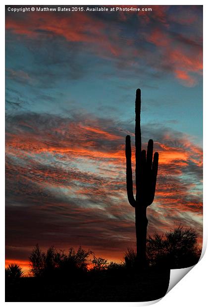 Saguaro Cactus Print by Matthew Bates