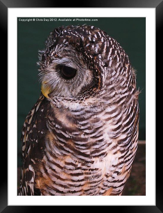 Small Owl Framed Mounted Print by Chris Day