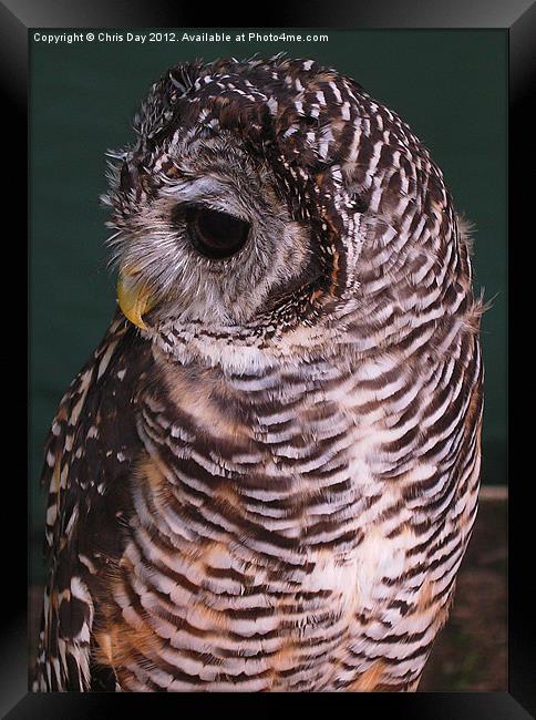 Small Owl Framed Print by Chris Day