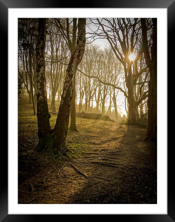 Shining Through Dark Woods Framed Mounted Print by Ellie Rose