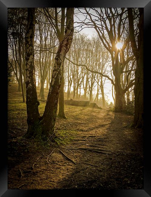 Shining Through Dark Woods Framed Print by Ellie Rose