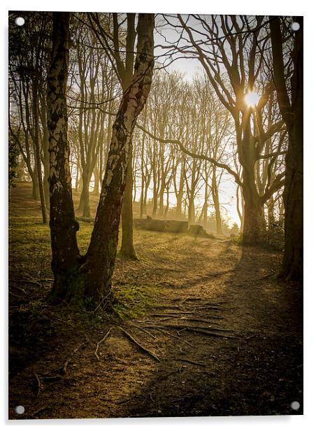 Shining Through Dark Woods Acrylic by Ellie Rose