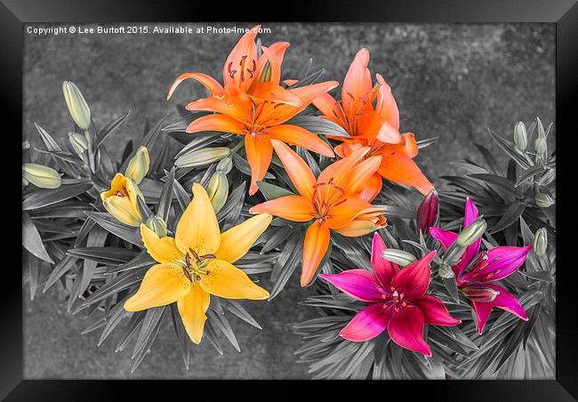  Colour Burst Lilies Framed Print by Lee Burtoft