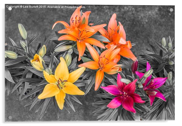  Colour Burst Lilies Acrylic by Lee Burtoft