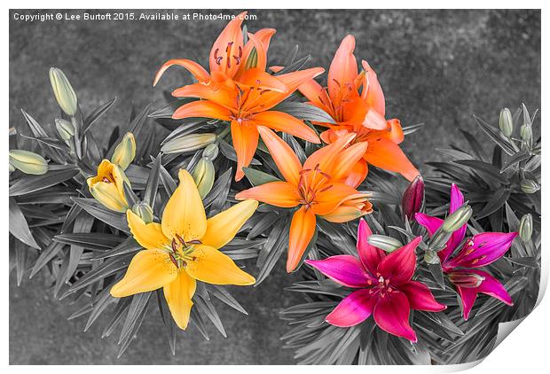  Colour Burst Lilies Print by Lee Burtoft