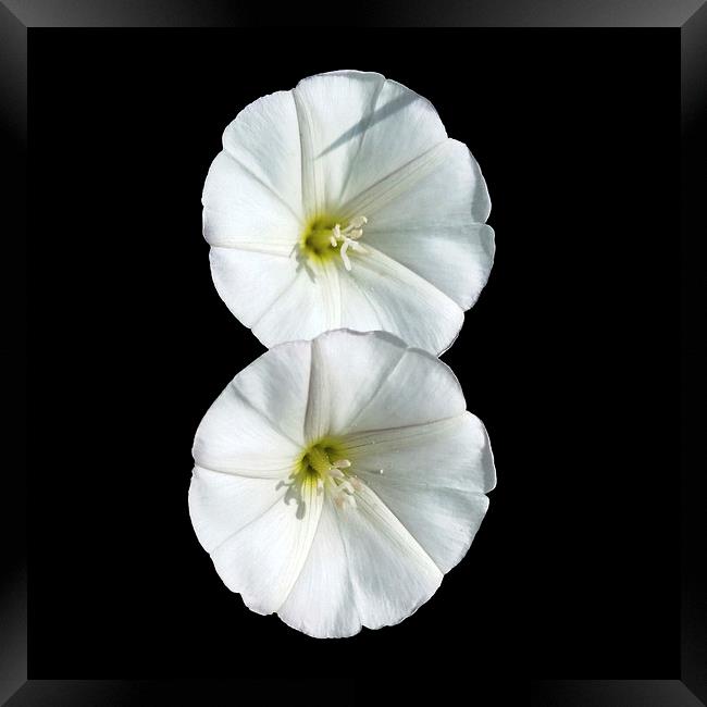  two white flowers Framed Print by Marinela Feier