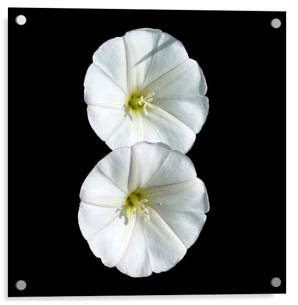  two white flowers Acrylic by Marinela Feier
