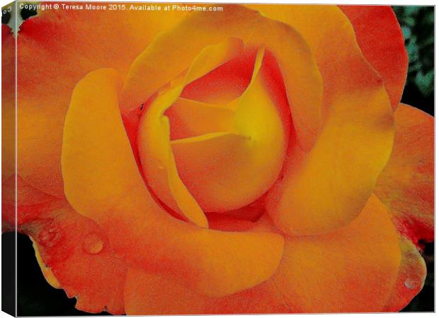  Yellow Rose of summer Canvas Print by Teresa Moore