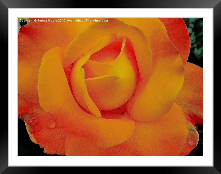  Yellow Rose of summer Framed Mounted Print by Teresa Moore