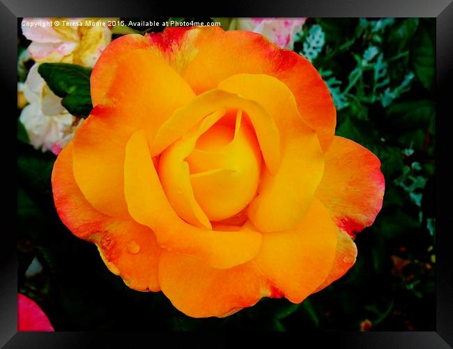  Yellow Rose of summer part 2 Framed Print by Teresa Moore