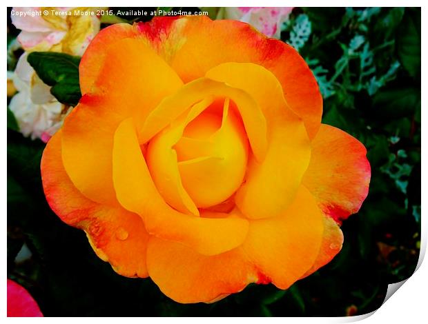  Yellow Rose of summer part 2 Print by Teresa Moore