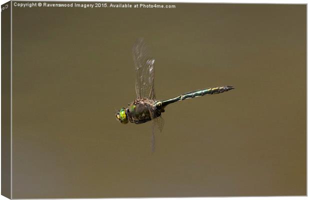 Emerald in Flight Canvas Print by Ravenswood Imagery