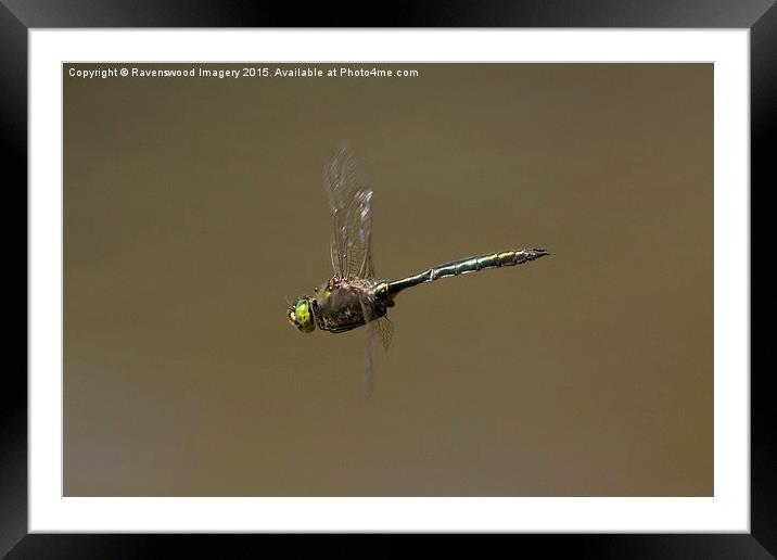 Emerald in Flight Framed Mounted Print by Ravenswood Imagery