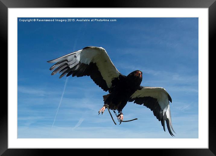 Bateleur in flight Framed Mounted Print by Ravenswood Imagery