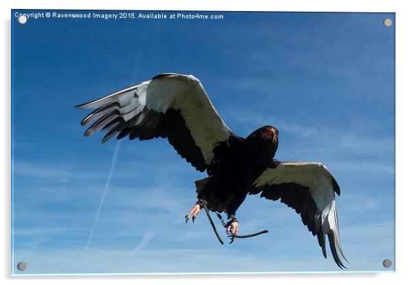 Bateleur in flight Acrylic by Ravenswood Imagery