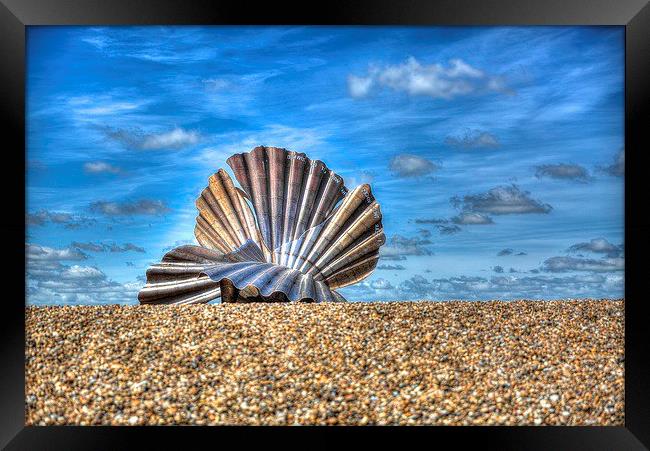 Sea Shell on Beach  Framed Print by Toby Truelove