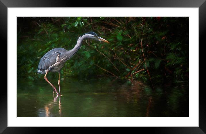 The Heron Framed Mounted Print by Colin Evans