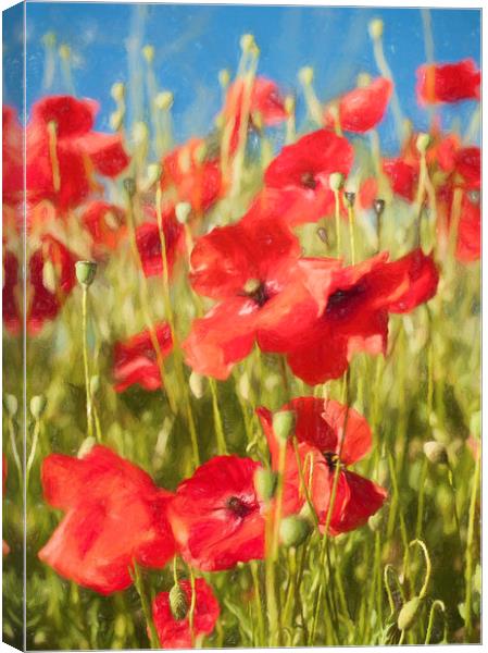 The Poppies Canvas Print by Colin Evans