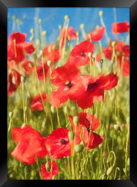 The Poppies Framed Print by Colin Evans