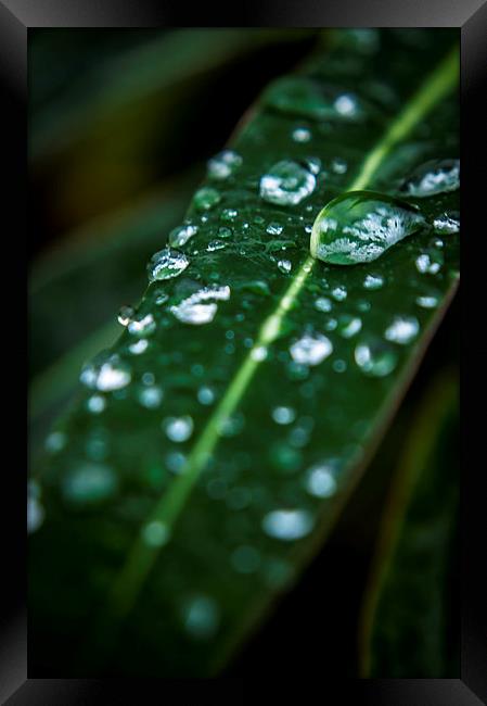 Water droplets Framed Print by Gary Schulze