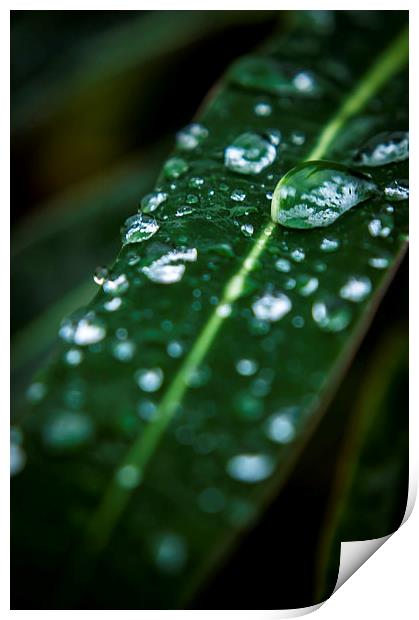 Water droplets Print by Gary Schulze