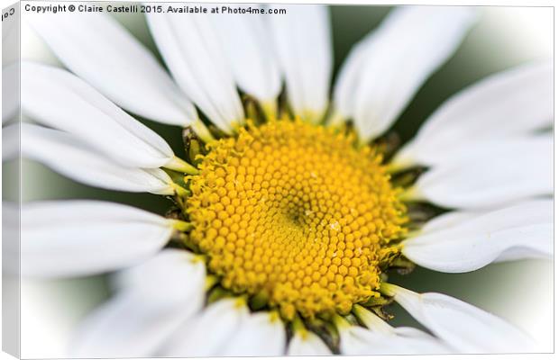  Daisy Canvas Print by Claire Castelli