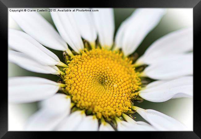  Daisy Framed Print by Claire Castelli