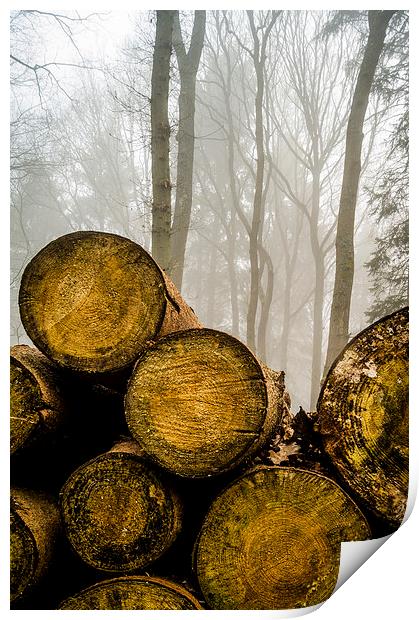  Misty logs Print by Gary Schulze