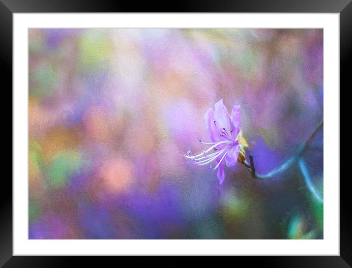  Soft Purple Colours Framed Mounted Print by Colin Evans