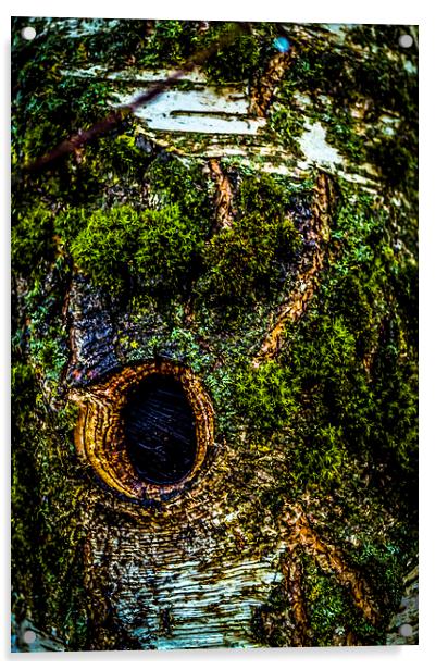 Tree eye Acrylic by Gary Schulze
