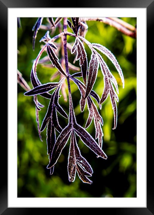  Icy leaves Framed Mounted Print by Gary Schulze