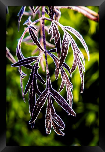  Icy leaves Framed Print by Gary Schulze