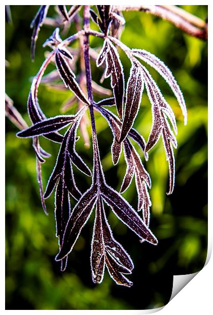 Icy leaves Print by Gary Schulze