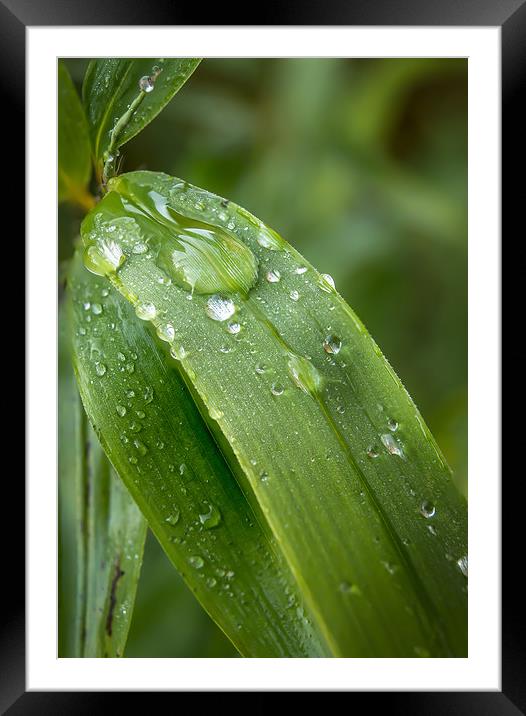 Leafy droplets Framed Mounted Print by Gary Schulze