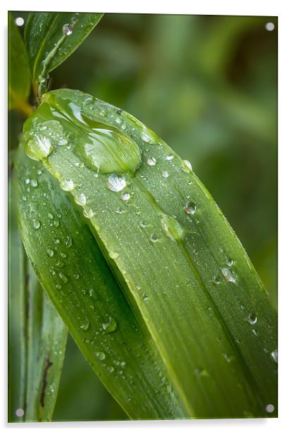 Leafy droplets Acrylic by Gary Schulze