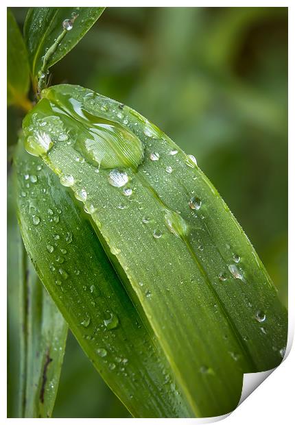 Leafy droplets Print by Gary Schulze