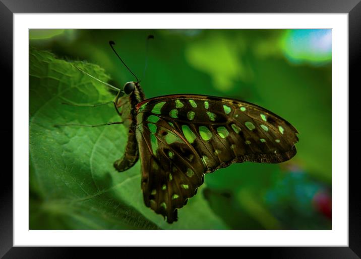  Butterfly Framed Mounted Print by Gary Schulze
